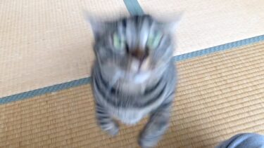 喋らずに静かに撮影してたら狂暴猫ミサイルが顔面に飛んできた…【てん動画】