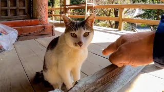 神社にいた猫をナデナデしてきた【感動猫動画】