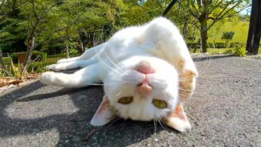 人を見るとゴロンゴロン寝転がる野良猫【感動猫動画】