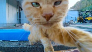 漁港の野良猫、「おっ!これ新しいカメラにゃん?」チョイチョイ【感動猫動画】