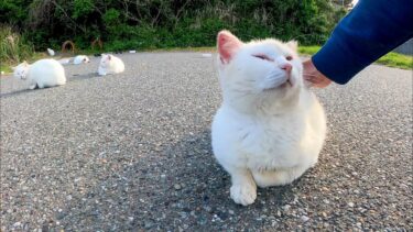 駐車場奥の白猫地帯、いつもの人懐っこい白猫ちゃん今日も膝の上に乗ってきた【感動猫動画】