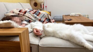 嫌いだった姉と添い寝が出来るまでになりました…！【ポムさんとしまちゃん / ねこべや】