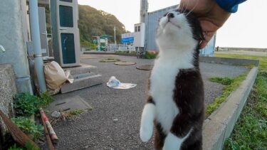 会うと伸び上がって撫でられにくる野良猫がかわい過ぎる【感動猫動画】