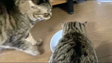 てんちゃんのご飯をふくちゃんが強引に横取りしました…【てん動画】