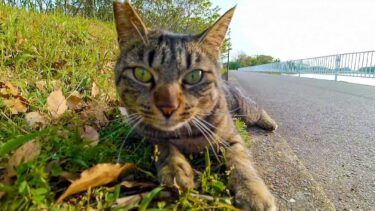公園のジョギングコース脇で出会った野良猫、撫でると懐いてきてカワイイ【感動猫動画】
