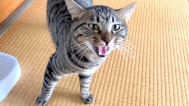 完璧な日本語で会話してしゃべる猫…【てん動画】