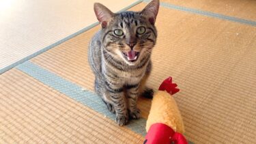 新しいオモチャを手に入れてご機嫌な狂暴猫が…【てん動画】
