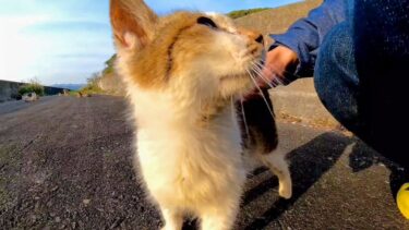 どうしても撫でられたい子猫【感動猫動画】