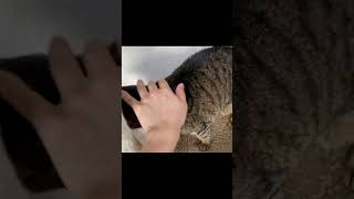 凶暴猫のお腹を触った結果…【てん動画】
