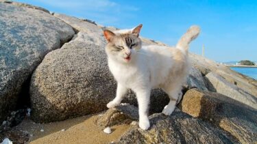 浜辺で出会った野良猫、防波堤をテクテク歩いてかわい過ぎる【感動猫動画】