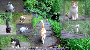 【５年通った公園】山頂に居た時にこれほどの猫が私に会いに下から上がって来た🌋【CuteWoo】