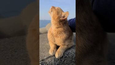 防波堤の猫､頭を撫でると喜ぶ【感動猫動画】