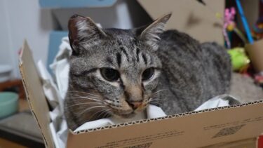誕生日プレゼントが待ちきれない猫がここにも☆ガーちゃん我が家に来て一周年☆初めて出会った時の様子も公開！　【リキちゃんねる　猫動画】 キジトラ 猫のいる暮らし