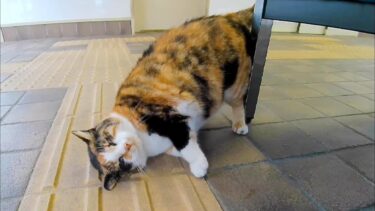 もはや猫カフェ、天気の悪い日は猫が待合室でノンビリ寝ています。【感動猫動画】