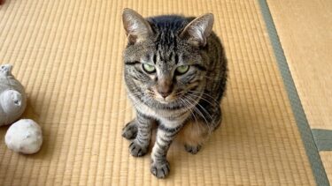飼い主のことを音の出るゴミだと思ってる狂暴猫…【てん動画】