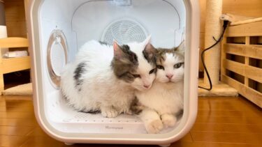 揉みくちゃにされてミャーミャー鳴き叫ぶ猫【ひのき猫】
