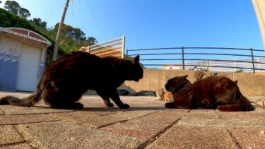喧嘩する黒猫、とにかく甘えるキジトラ猫【感動猫動画】