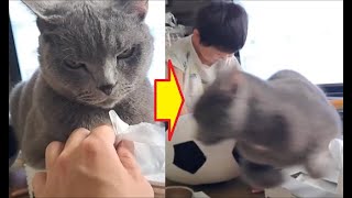 怖い顔のふてぶてしいボス猫を一瞬で退散させる少年【kokesukepapa】