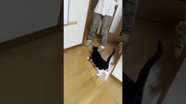 おやつちょうだいなあ～【ひのき猫】