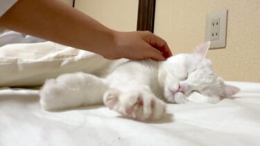 布団嫌いな猫がついに一緒に寝てくれました…！【ポムさんとしまちゃん / ねこべや】
