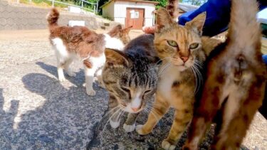 フェリー乗り場に向かうと港付近の猫たちが駆け寄ってきた【感動猫動画】