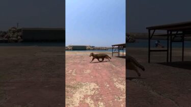 お魚くわえたドラ猫#猫島 #小呂島の猫 #小呂島 #外猫 #Cat #猫  #ぬこ #子猫 #kitten #catisland #shorts 　【感動猫動画】