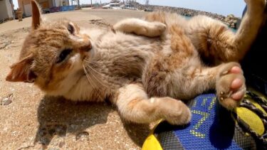 漁港の猫ちゃん、撫でるとゴロンゴロン転がってカワイイ【感動猫動画】