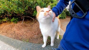 海沿いの道にいた野良猫を撫でると懐いて擦り寄ってきてカワイイ【感動猫動画】