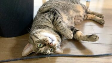 凶暴猫がお腹を見せてきたので触ろうとしたら殺されかけた…【てん動画】