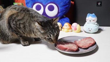 ふるさと納税返礼品の牛たんをクンクンする猫ガーちゃん☆食べれなそうでも傍から離れたくない食いしん坊　【リキちゃんねる　猫動画】 キジトラ 猫のいる暮らし