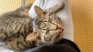 狂暴だった猫が甘えてくるようになりました…【てん動画】