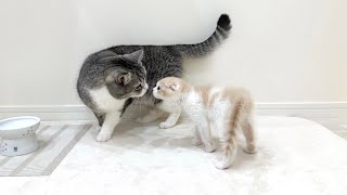 ついに兄弟猫が初対面したらまさかのこうなりました…【もちまる日記】