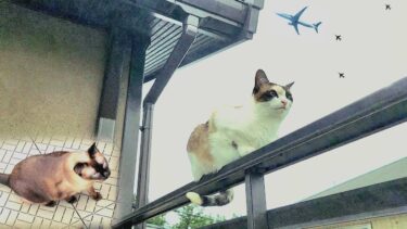 航空祭で家の上空にブルーインパルスが急接近して来たらシャキッと目覚めた猫達🛫【CuteWoo】