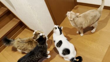 部屋に立て籠もる息子を包囲する猫【ひのき猫】
