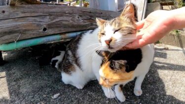 リアカーに乗っていた三毛猫ちゃん、近くに行くとモフられに降りてきた【感動猫動画】