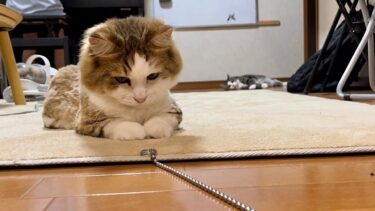 短いお手手でポフポフする猫【ひのき猫】