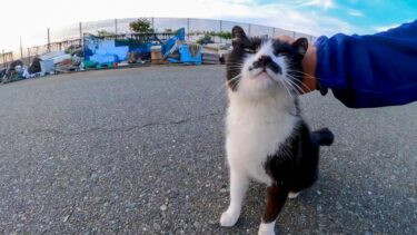 夕方の漁港に行くと髭のハチワレ猫ちゃんがモフられにきた【感動猫動画】