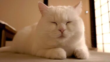 猫と朝まで一緒に寝るのは大変すぎた…【ポムさんとしまちゃん / ねこべや】
