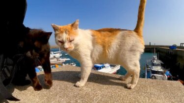 猫島で港付近に座ると猫が集まってきて取り囲まれる【感動猫動画】