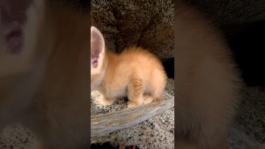子猫カワイイ#猫島 #野良猫 #自由猫 #外猫 #Cat #猫  #ぬこ #子猫 #kitten #catisland #shorts 　【感動猫動画】