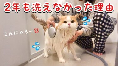 2年ぶりに愛猫をシャンプーしたら大変なことに…！【猫のレモンちゃんねる】