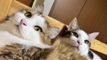 豆大福の独り言を隠し撮りしてみました【ひのき猫】