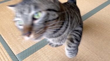狂暴猫がミサイルのような攻撃で襲いかかってきた…【てん動画】