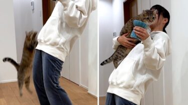 ごはん時になると猫が全力で飛んできます…！【ポムさんとしまちゃん / ねこべや】