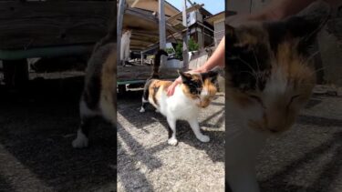 リアカーに猫#猫島 #野良猫 #自由猫 #外猫 #Cat #猫  #ぬこ #子猫 #kitten #catisland #shorts【感動猫動画】