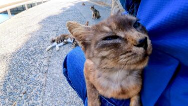 海沿いの道で猫が何か話し掛けてきたので立ち止まるといつの間にか猫に取り囲まれていた【感動猫動画】