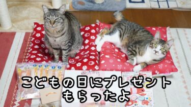 猫達にこどもの日のプレゼントをもらったよ☆なんでも真っ先に確認したいガーちゃんと開封のお手伝いをするゴマちゃん【リキちゃんねる　猫動画】 キジトラ 猫のいる暮らし