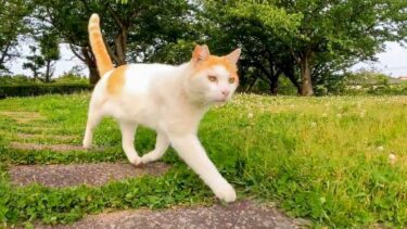 橋の上で休んでいた公園の猫と何時もの東屋まで一緒に向かった【感動猫動画】