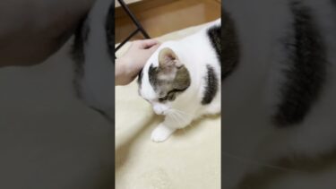 ちょっと寂しかってん【ひのき猫】