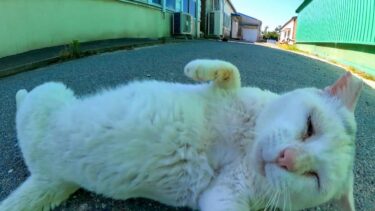 工場の裏で見掛けた頭に変な模様のある白猫【感動猫動画】